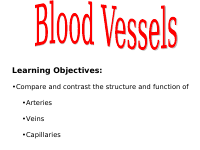 blood vessels.pdf